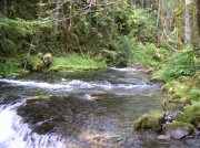 5.29.06 Siouxon Creek 032 